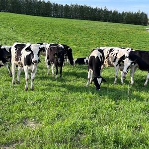 Meet your Posher, Vanessa